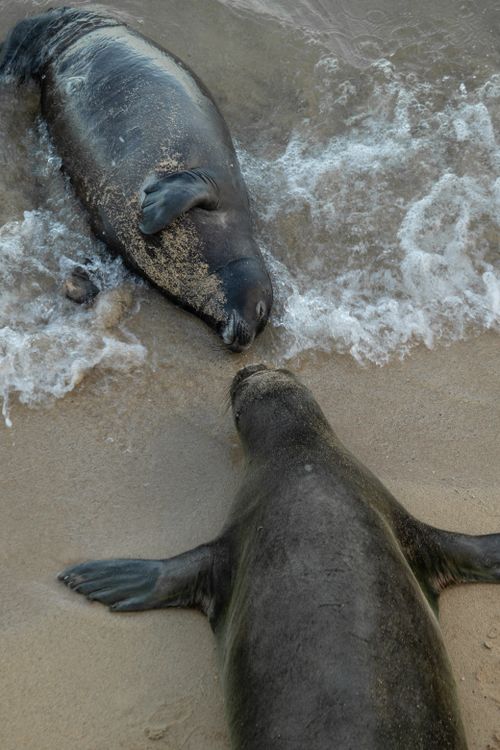 Free Two elephant seals resting by the shoreline, with waves washing over sandy beach. Stock Photo