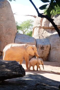 Mother and baby African elephants in sunlight against rocky backdrop at Valencia Zoo.