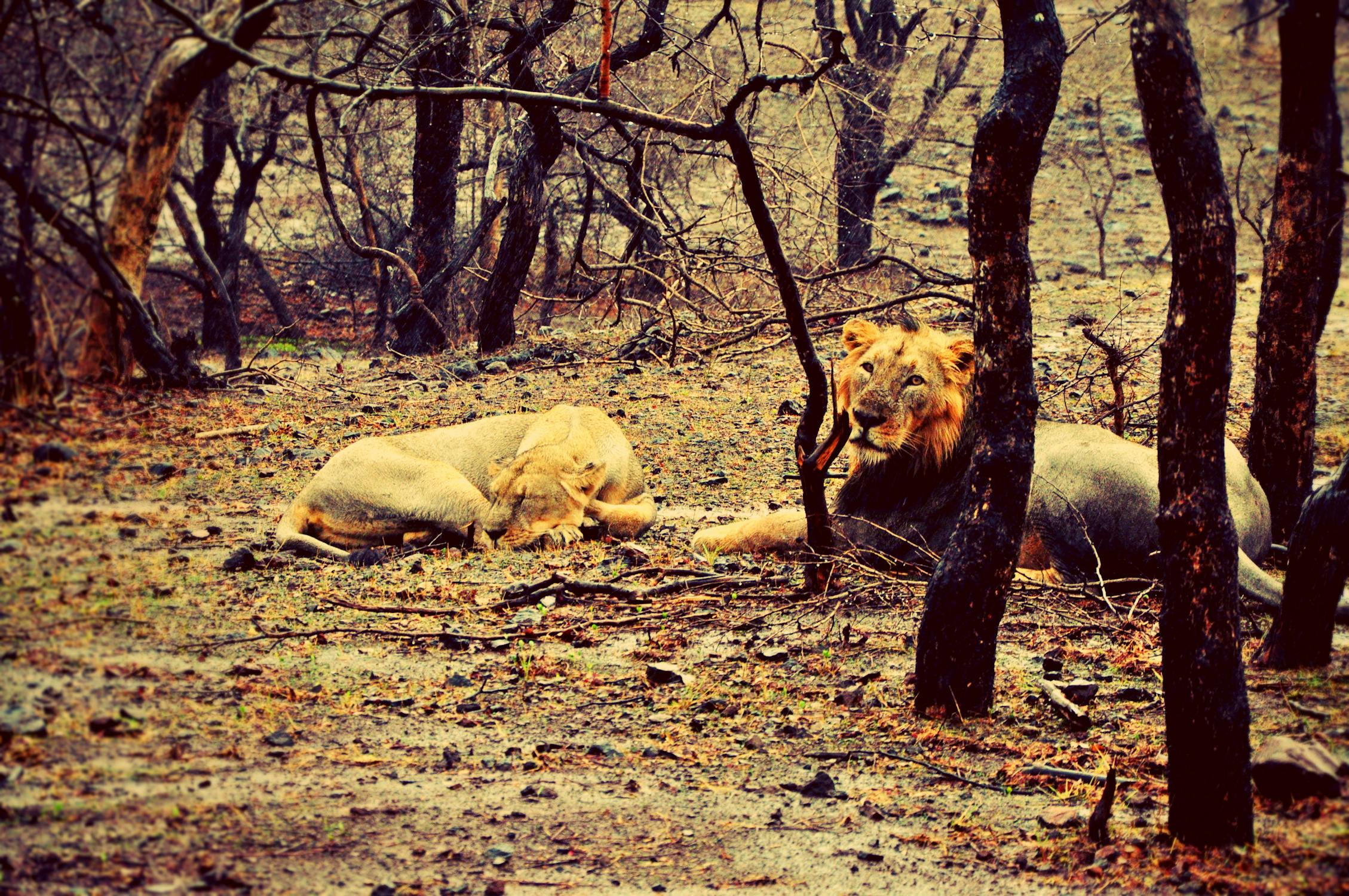 a night camp in the gir forest essay
