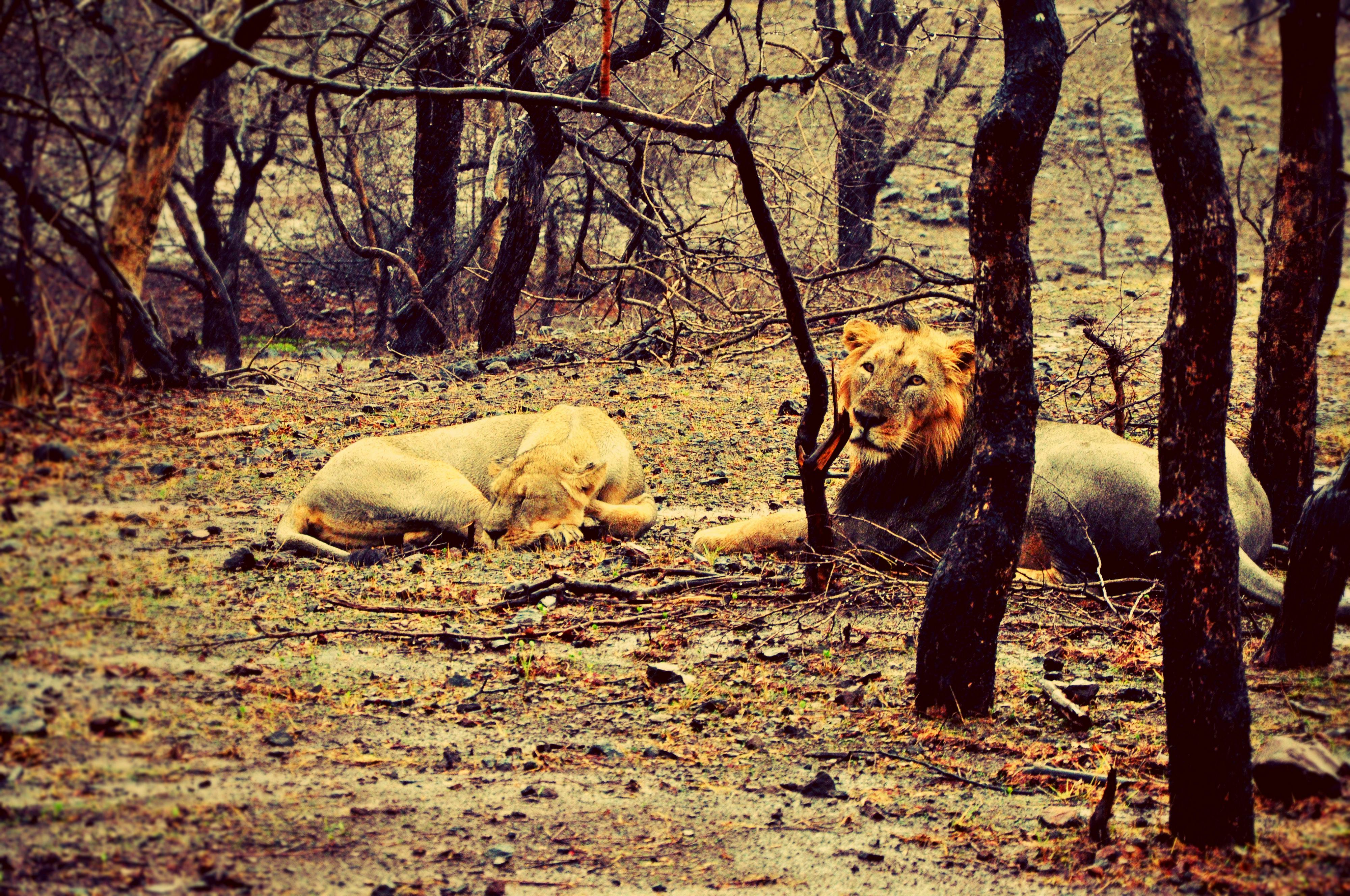 Free stock photo of gir forest, india, jungle