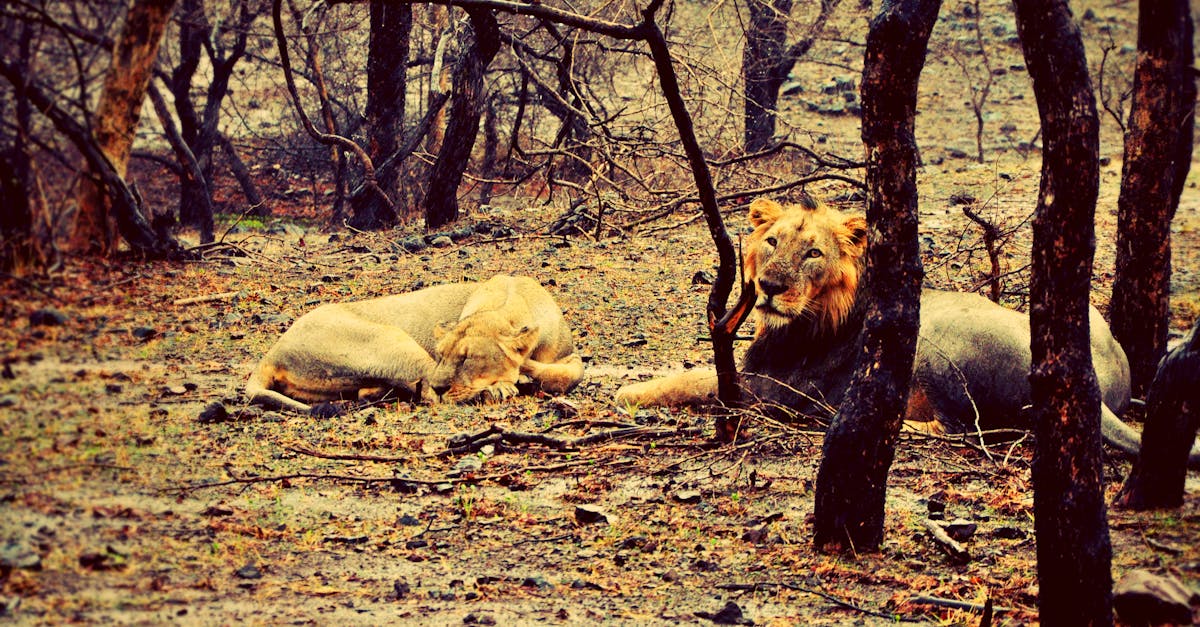 Free stock photo of gir forest, india, jungle