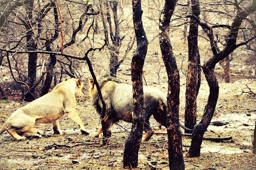 Two majestic Asiatic lions interact amid the trees in the Gir Forest, capturing wildlife in its natural habitat.