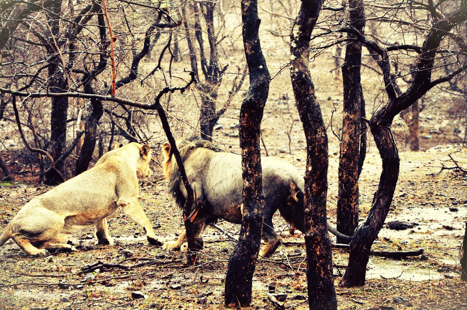 Gir Lion Safari