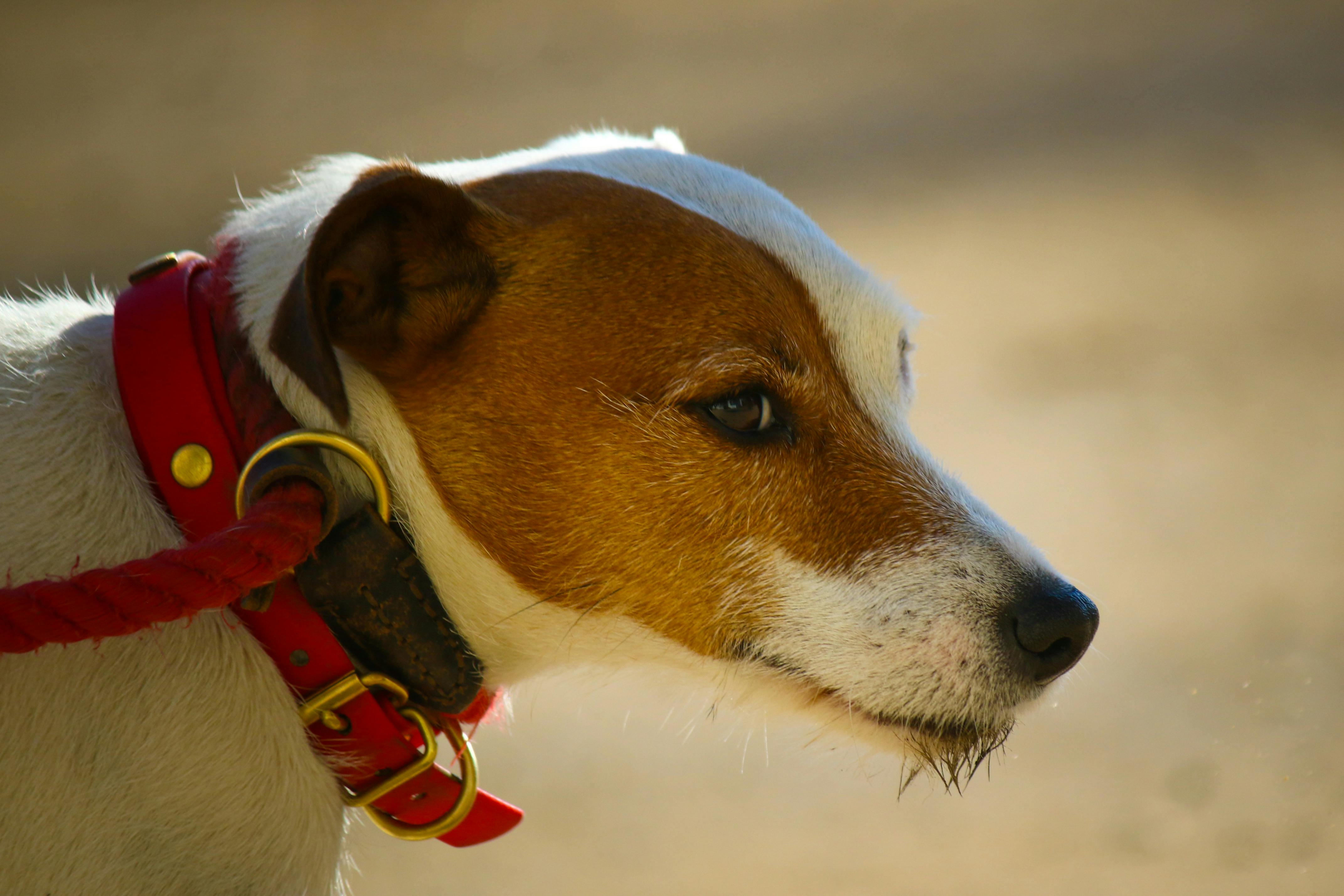 pet technology contact — Photo by Ali Bensoula on Pexels
