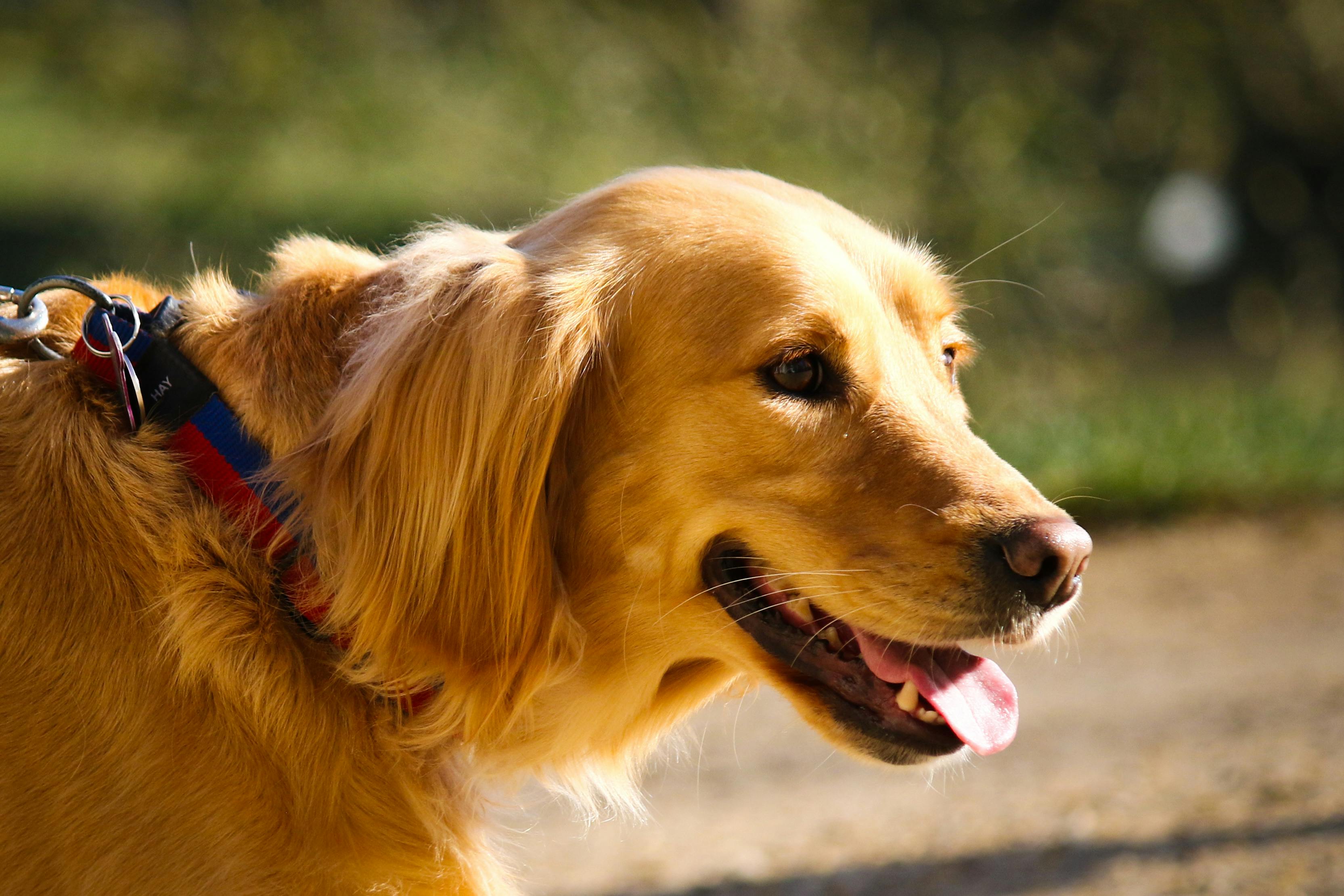 Close-up of a smiling Golden Retriever dog outdoors on a sunny day.