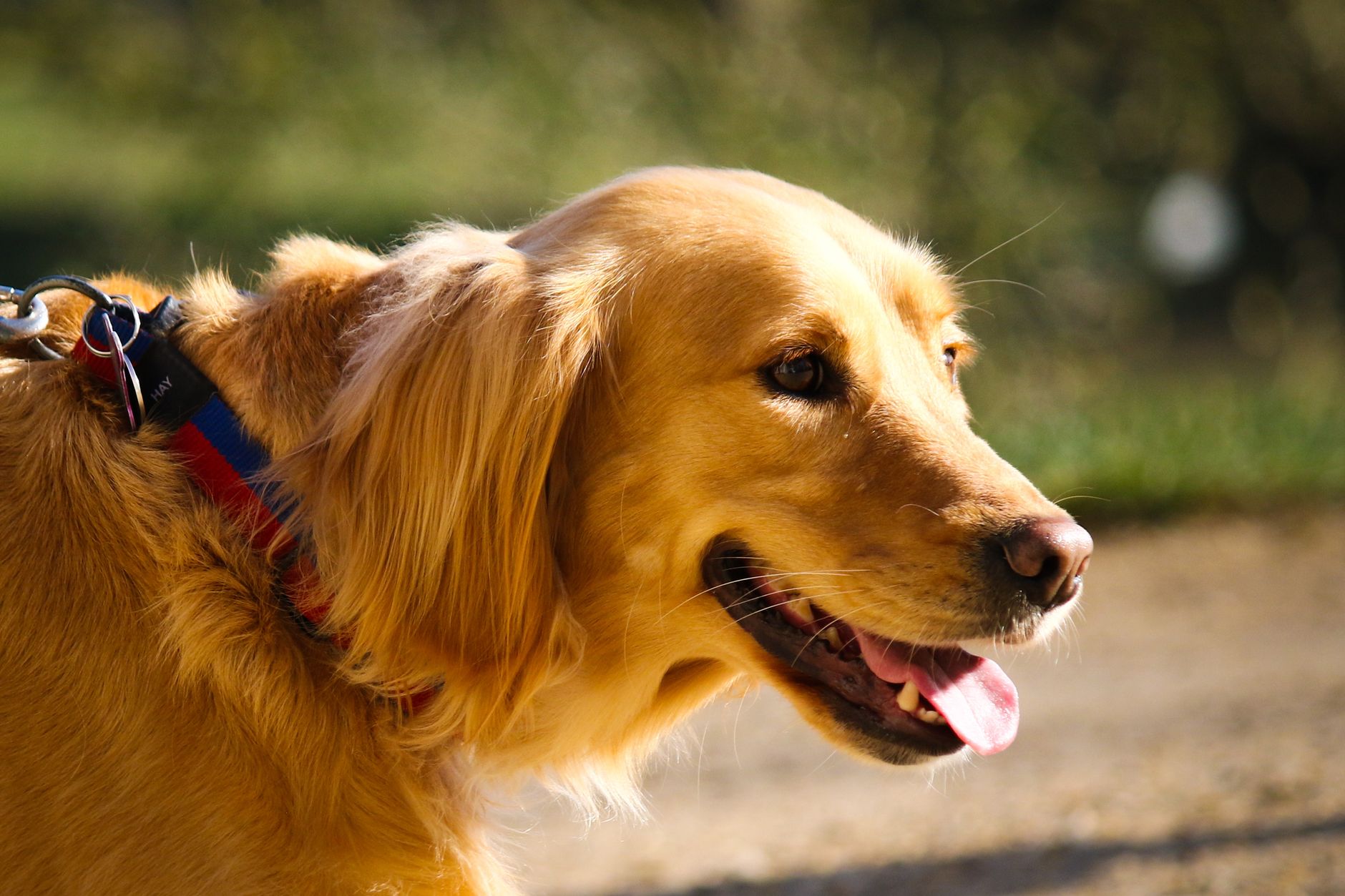 A dog undergoing diagnostic blood testing at a veterinary clinic
