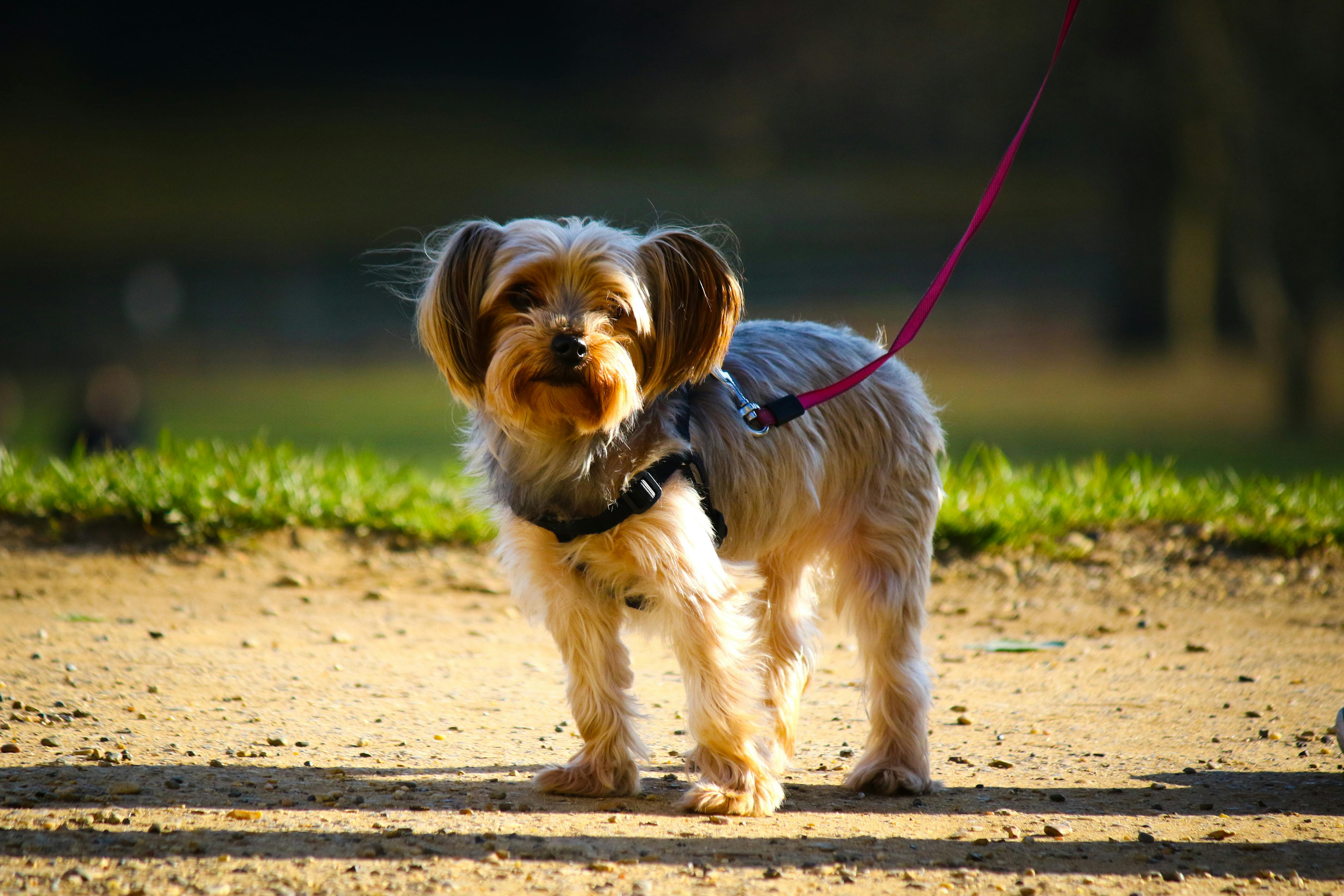 pet technology meaning — Photo by Ali Bensoula on Pexels