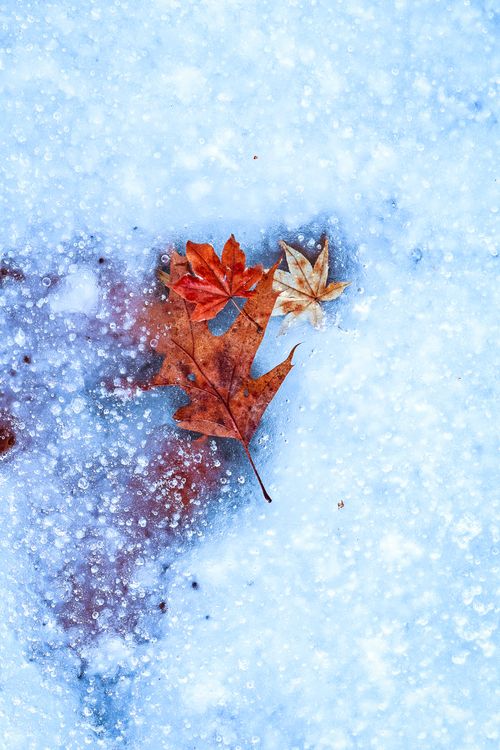 Free Colorful leaves frozen in ice, creating a natural winter artwork. Stock Photo