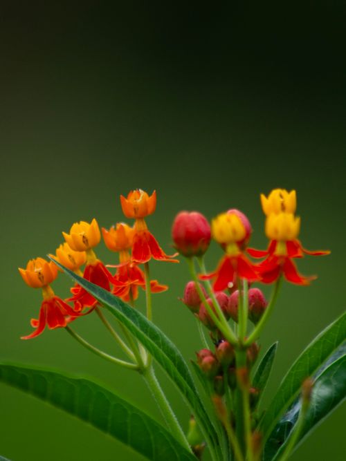 Free Close-up of vibrant red and yellow Asclepias flowers in full bloom against a green backdrop. Stock Photo