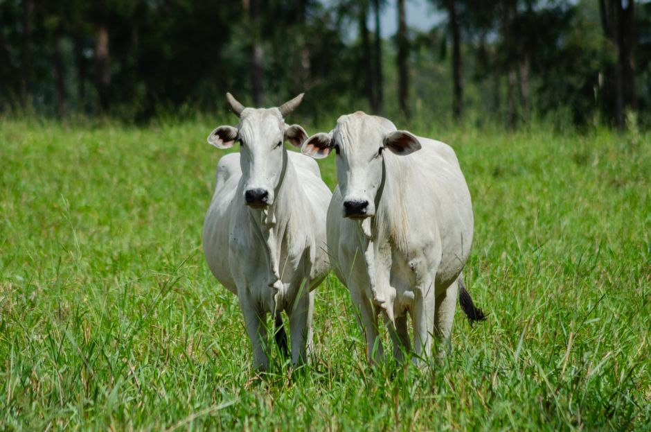Brazil to tap U.S. beef quota as China tariffs pressure exports