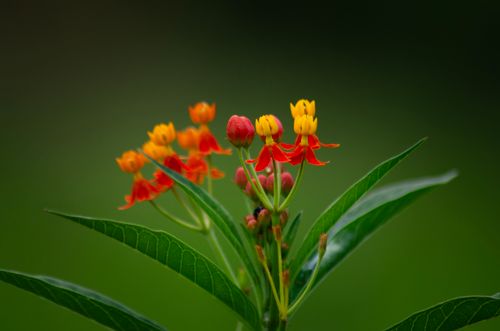 Free Close-up of bright red and yellow tropical flowers with lush green leaves in Porto Feliz. Stock Photo