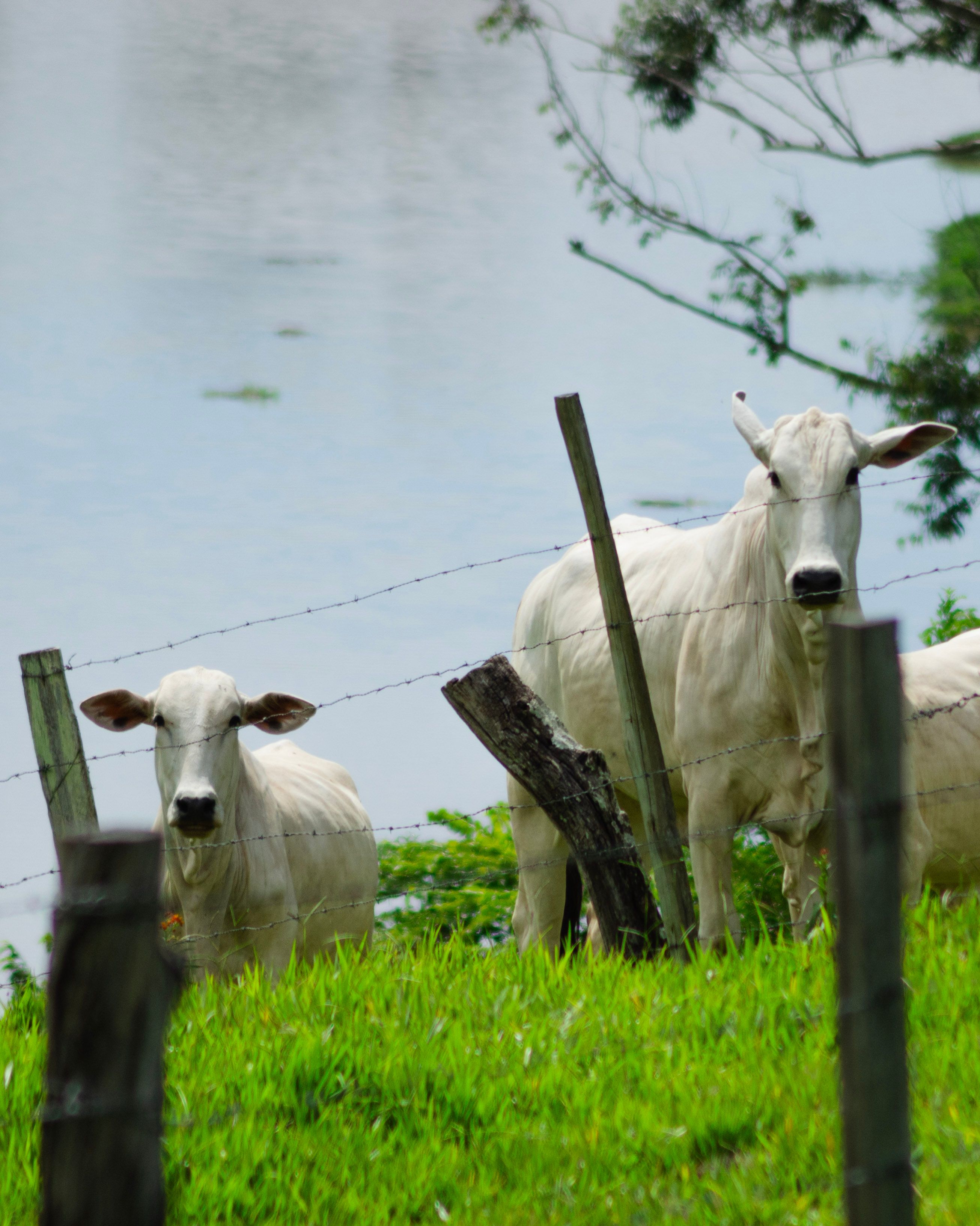 Rebanho bovino em área rural brasileira