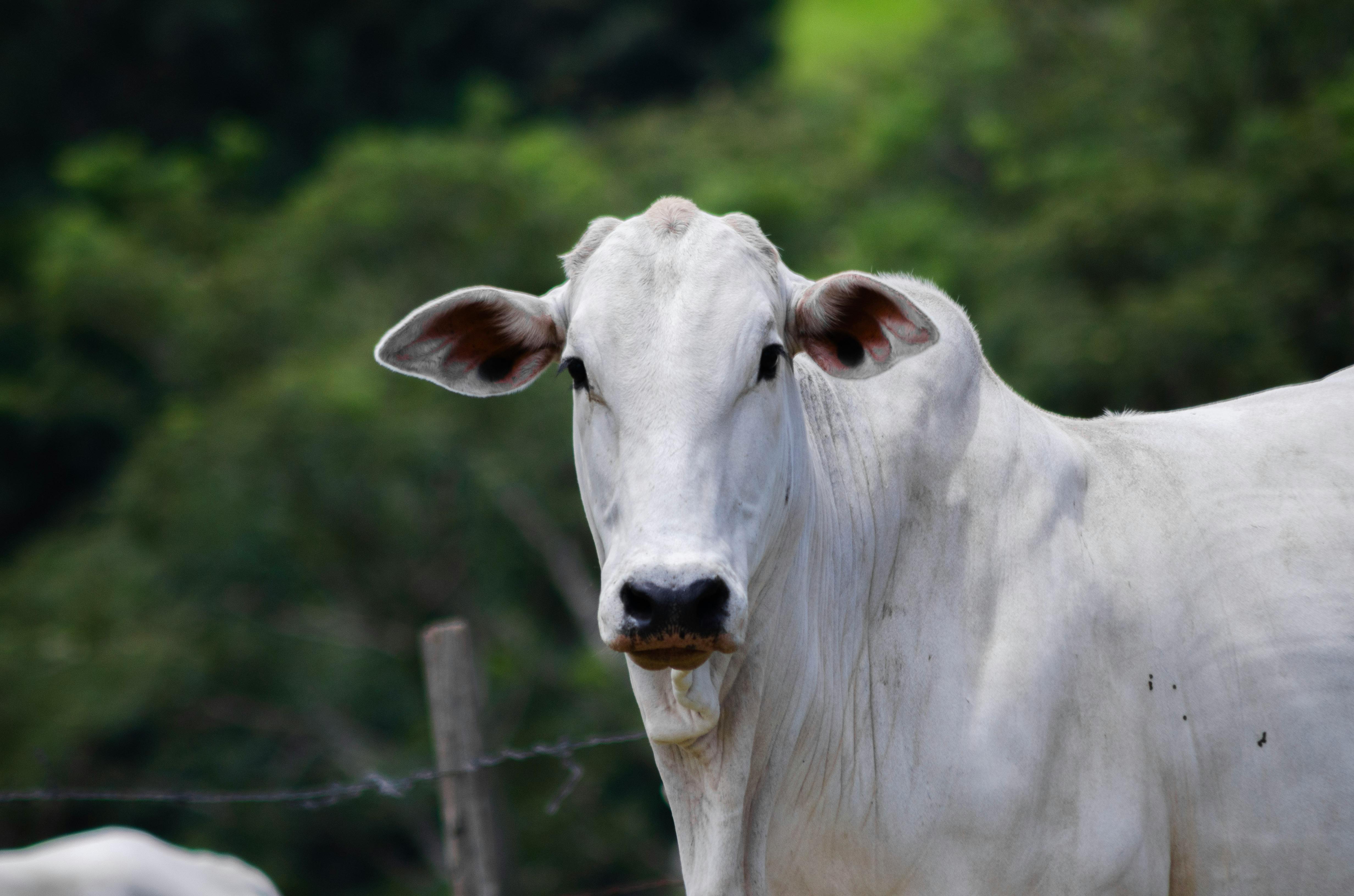 Gratuit Portrait d'une vache Nelore dans un pâturage vert luxuriant à Porto Feliz, Brésil. Photos