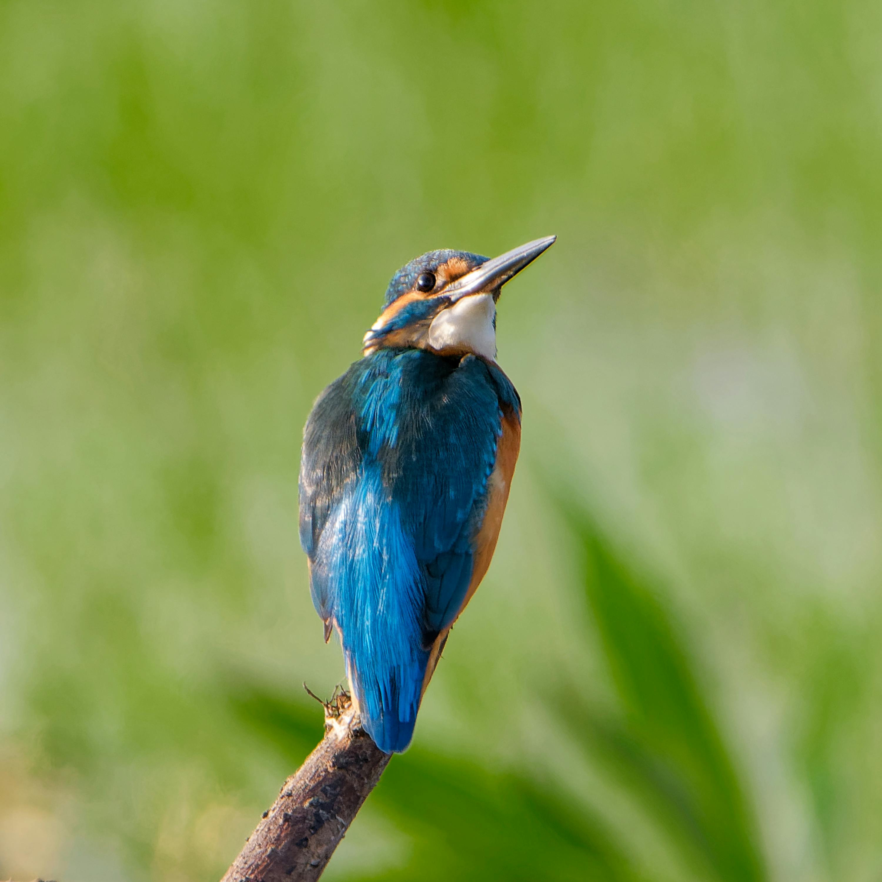 Kingfisher perched in Vietnam