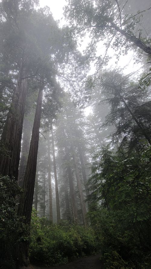 Free Majestic redwoods enshrouded in mist during a serene morning in the forest. Stock Photo