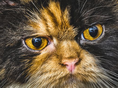 Free cat Stock Photo