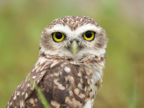 A detailed close-up of a Burrowing Owl (Athene cunicularia) with striking yellow eyes in a natural setting.