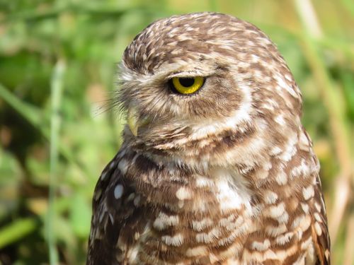 Free Detailed close-up image of a Burrowing Owl with striking yellow eyes amidst natural greenery. Stock Photo