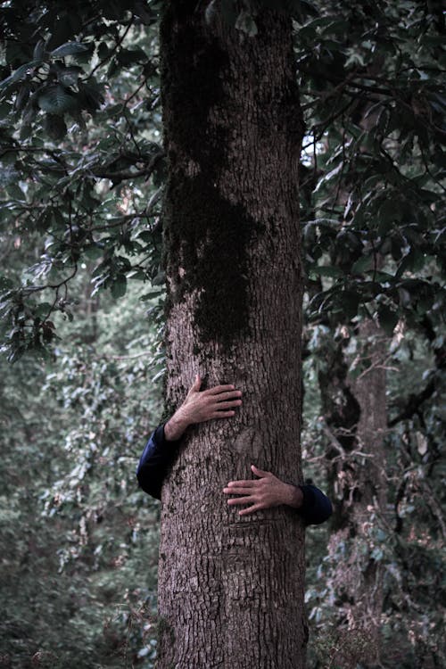 Free Person Hugging Brown Tree Stock Photo