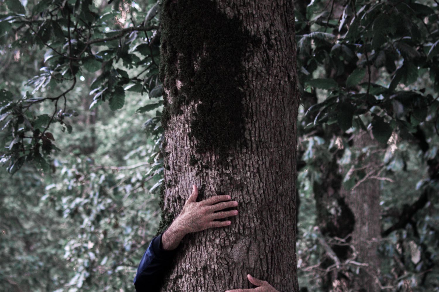 Treehug Tree Hug Photos, Download The BEST Free Tree Hug Stock Photos & HD Images