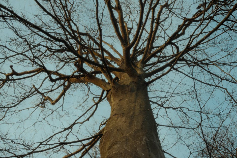 A dramatic angle of a bare tree under a blue sky, showcasing its majestic branches.