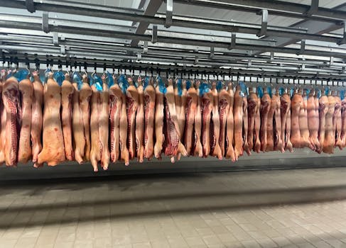 Rows of pork carcasses hang in industrial slaughterhouse refrigerator.