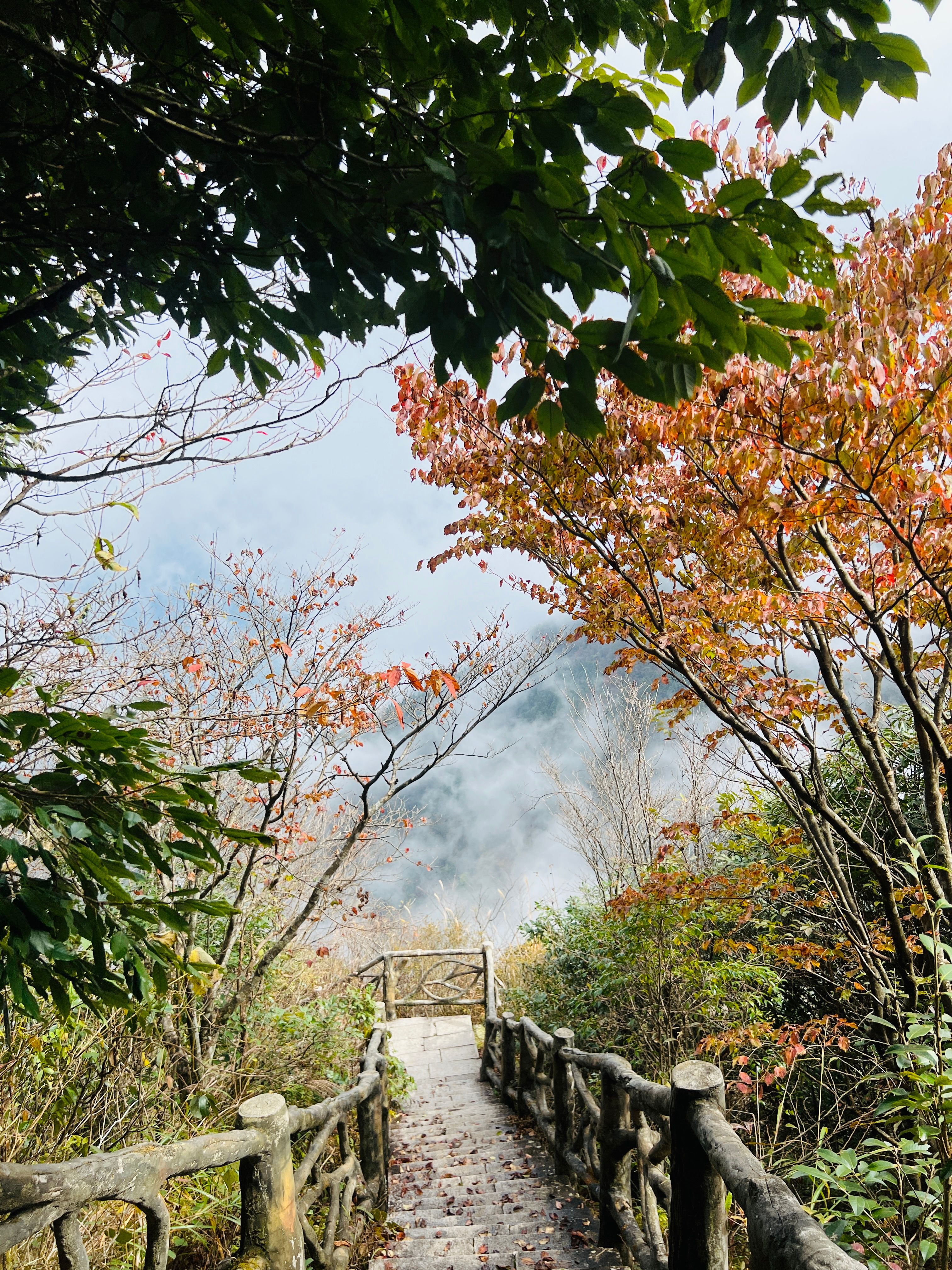 Scenic Autumn Forest Pathway in Misty Landscape · Free Stock Photo