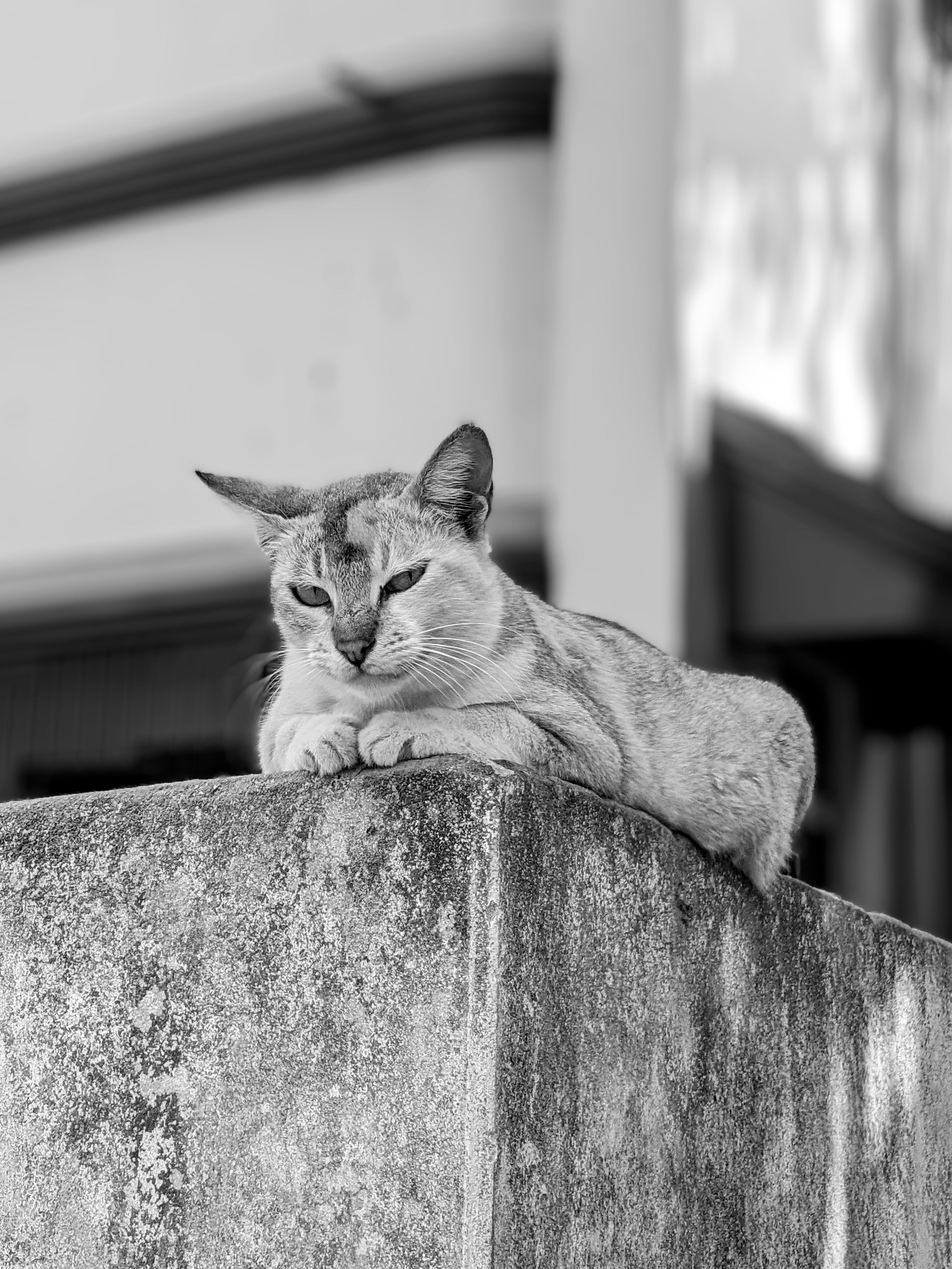 Black and White Portrait of a Relaxing Cat · Free Stock Photo
