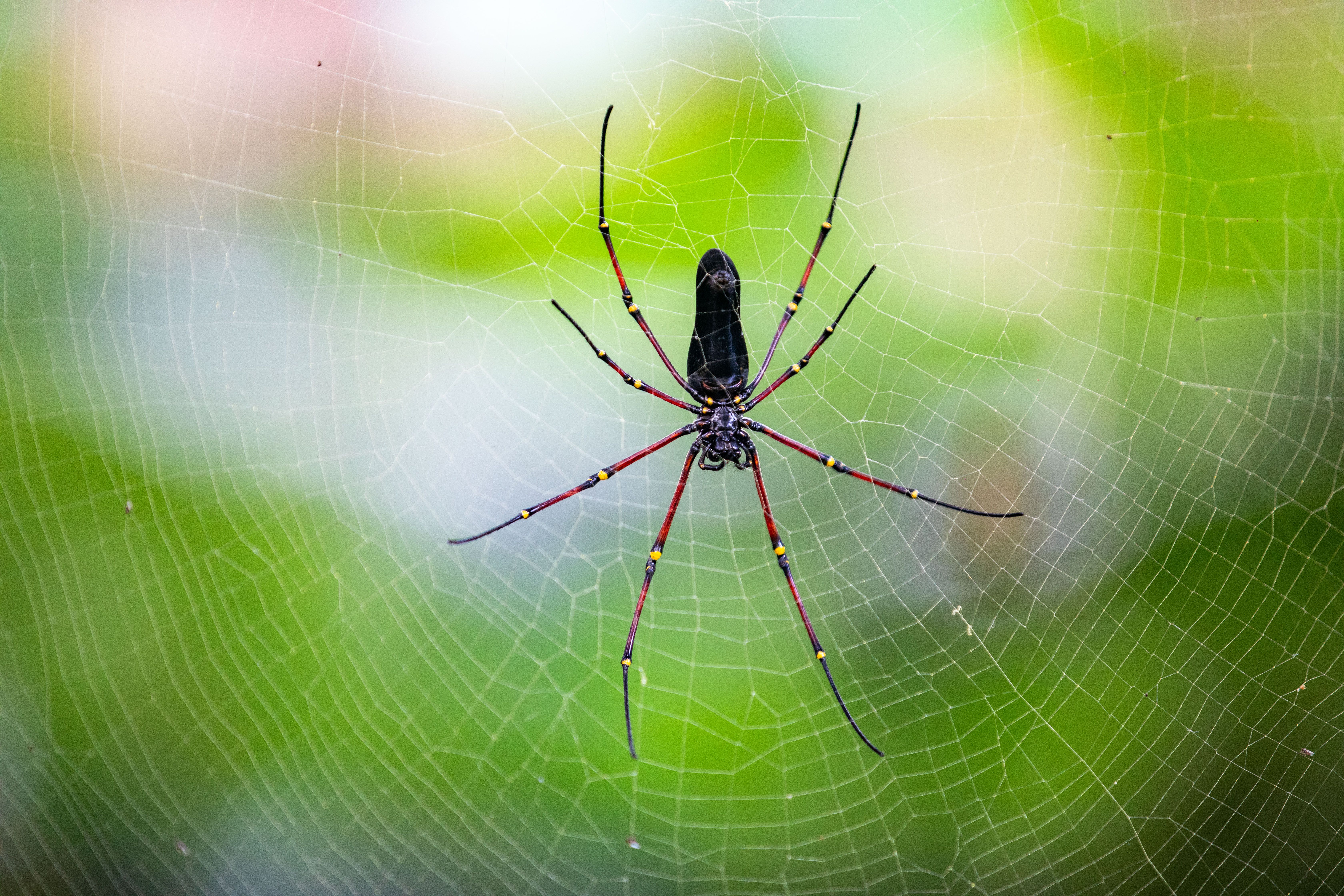Close-Up of a Golden Orb Weaver Spider in Web · Free Stock Photo
