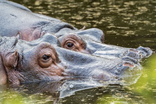Captivating close-up of two hippos submerged in water, showcasing their eyes and skin texture.