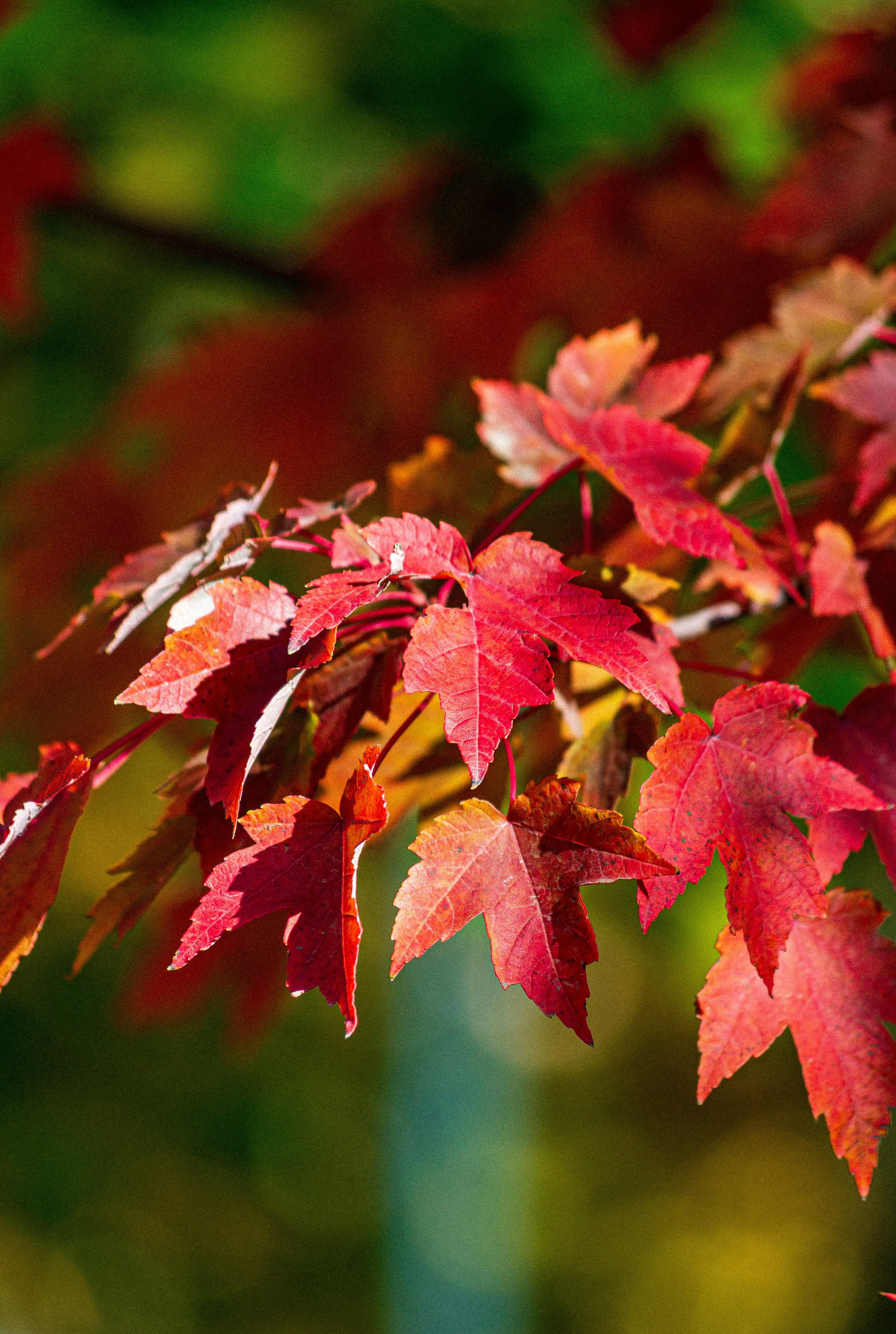 むぎゅうさ「Autumnal tints」 Red Leaf Bright Red Autumn Leaves in Natural Setting · Free Stock Photo
