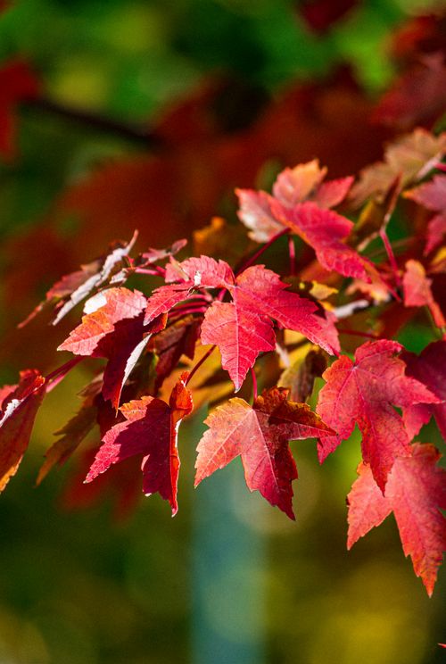 Free Close-up of vibrant red leaves capturing the essence of autumn's beauty. Stock Photo