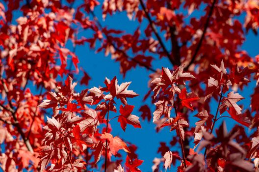 Stunning photo of red maple leaves in fall contrasting against a clear blue sky.
