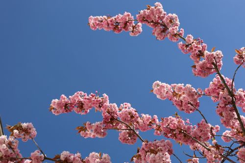 Free Beautiful cherry blossoms in full bloom against a bright blue sky, capturing the essence of spring. Stock Photo