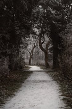 A peaceful snowy pathway through a secluded winter woodland, offering solitude and tranquility.