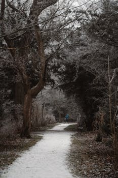 Tranquil winter scene with a snowy path winding through a frosty forest, perfect for serene and peaceful atmospheres.