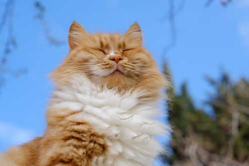 Free A fluffy ginger cat basks in the sunshine, showcasing its beautiful fur and serene expression. Stock Photo