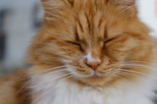 Free A close-up of a ginger cat with closed eyes, showcasing its fluffy fur and serene expression. Stock Photo