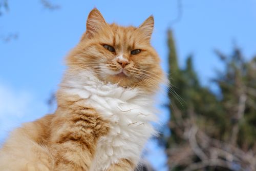 Free A majestic ginger cat with fluffy fur poses under a bright blue sky. Stock Photo