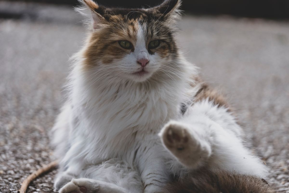 Pourquoi mon chat pétrit-il avec ses pattes ? - Les formes et manifestations du pétrissage chez le chat