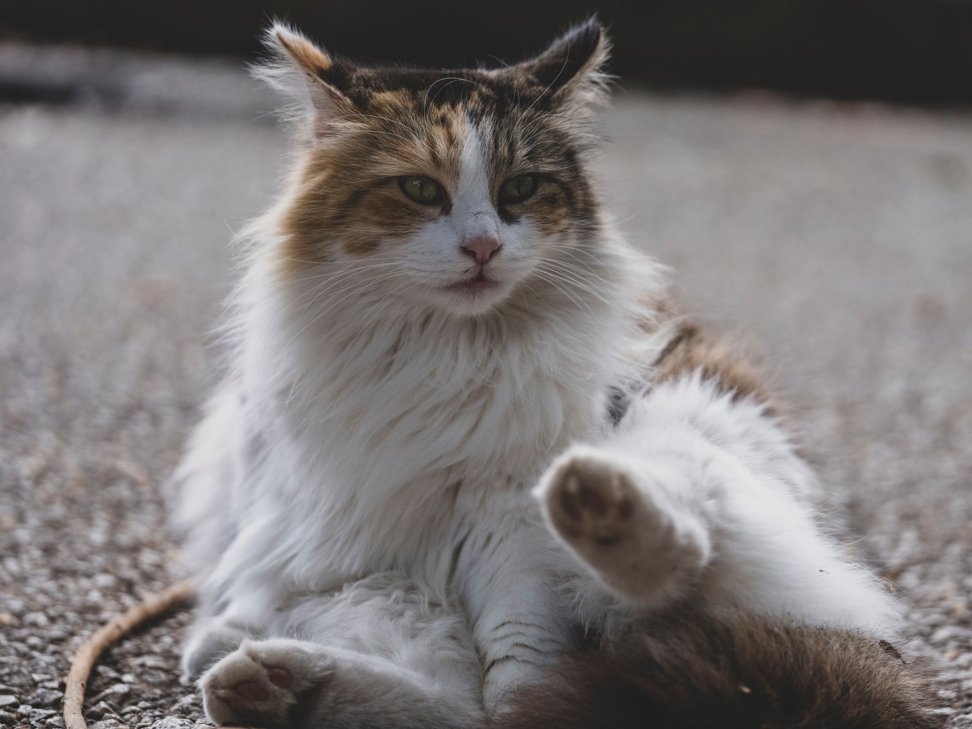 Adorable fluffy calico cat relaxing outside on a sunny day with paws in focus.