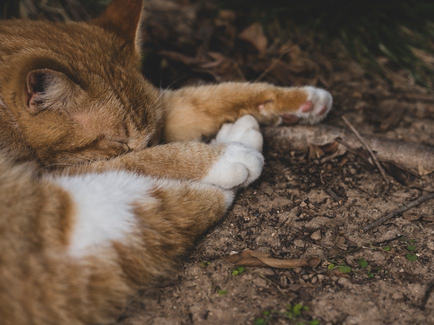 toned stomach sleeping peacefully
