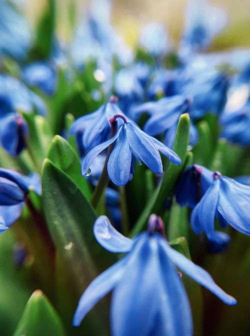 Free Macro shot of vivid blue flowers blooming during spring season. Stock Photo