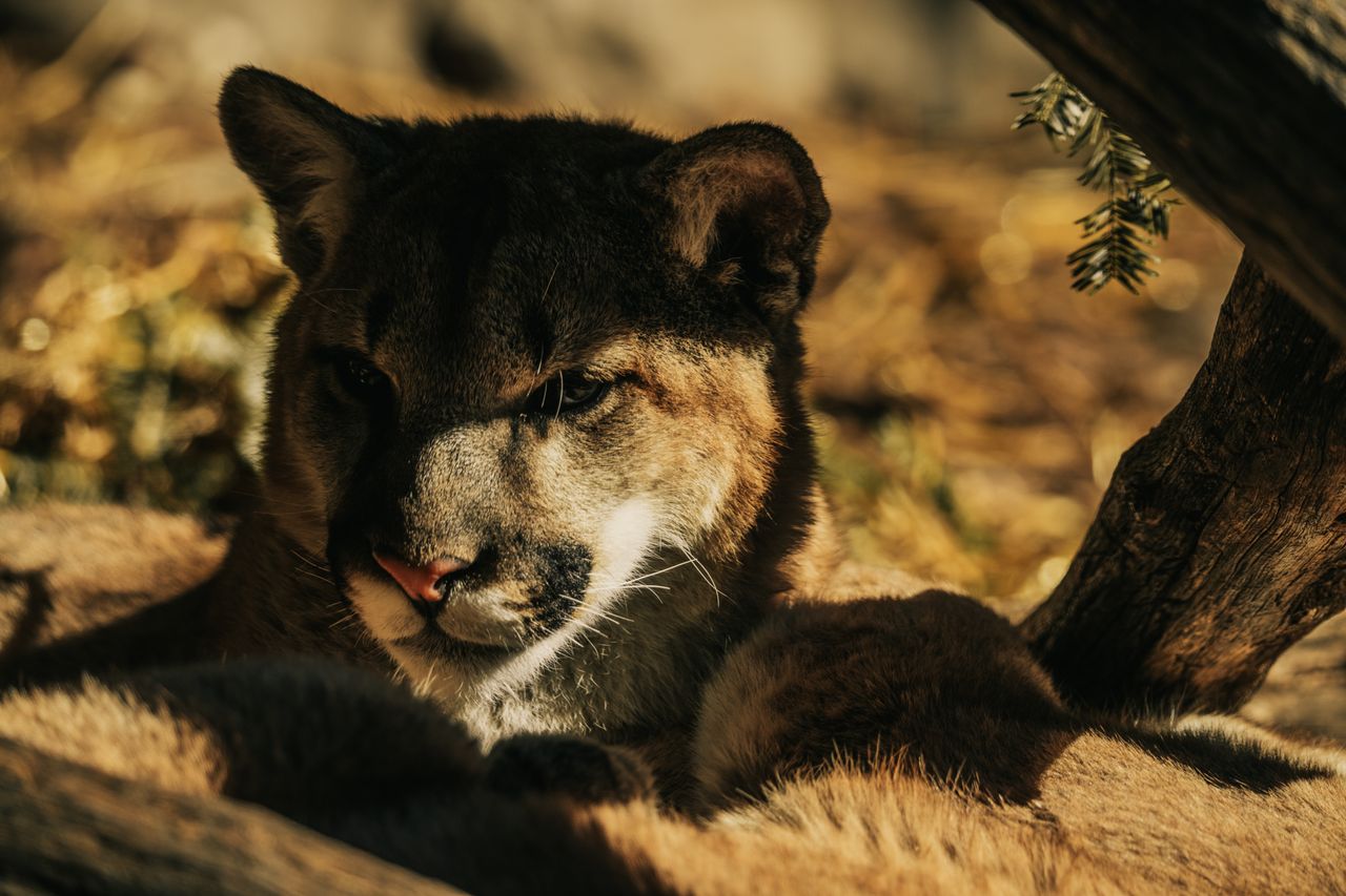 close up of a wild cougar resting under the sun showcasing natural bea