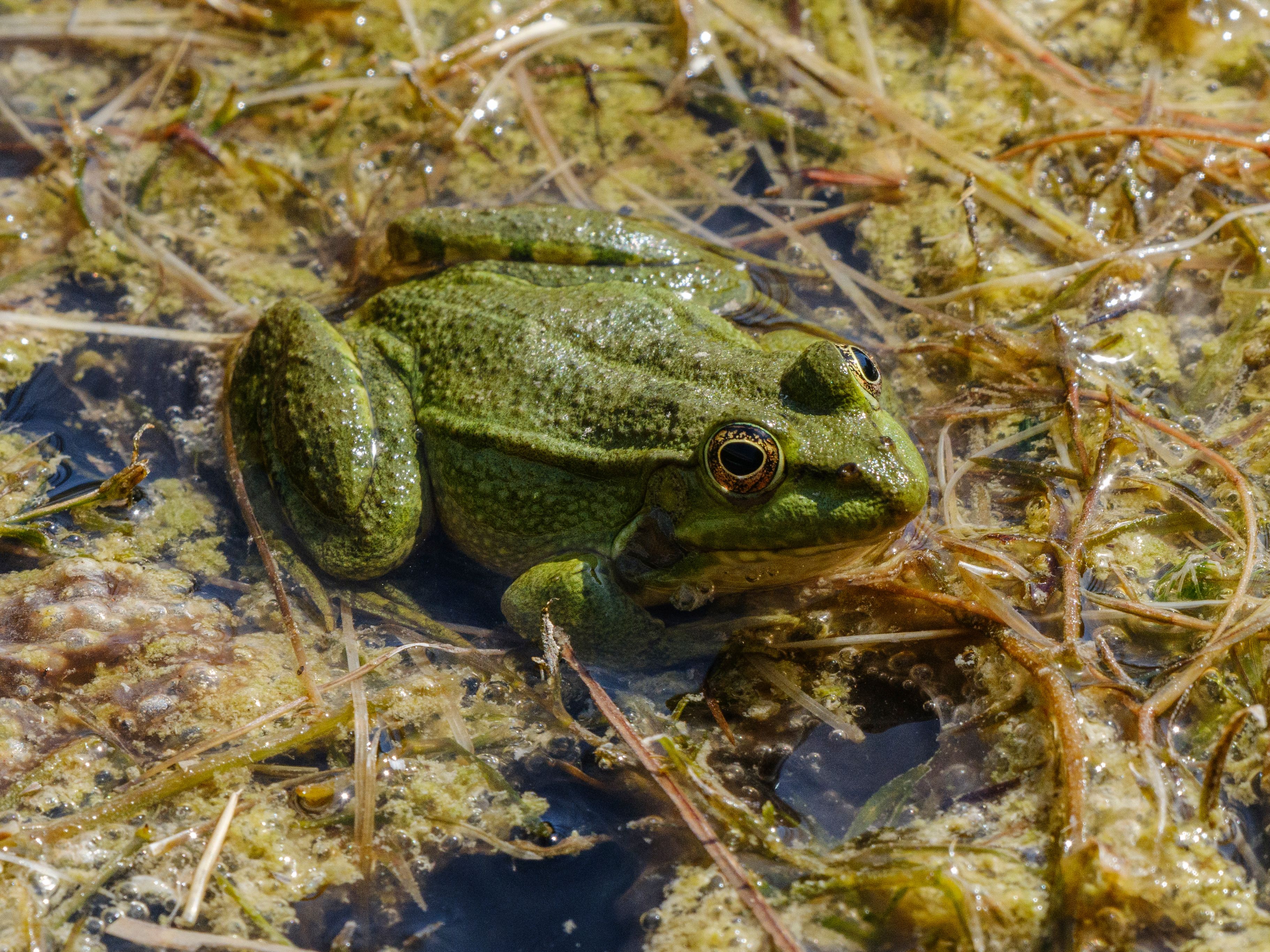 Vibrant Green Frog in Natural Pond Habitat · Free Stock Photo