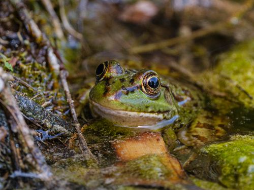 Free Detailed view of a frog in its natural water habitat surrounded by algae. Stock Photo