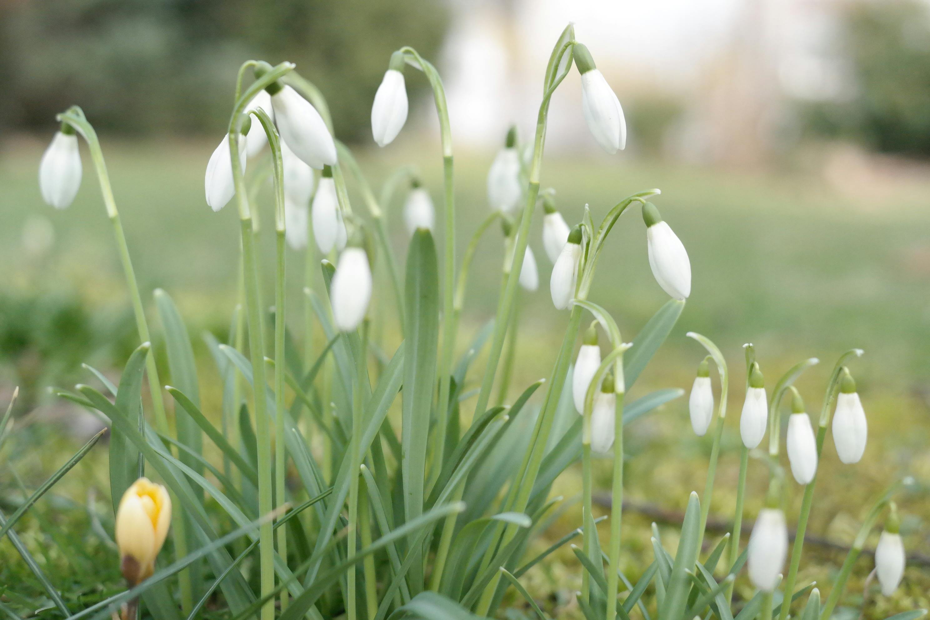Snowdrops Flowers In Winter Garden Setting