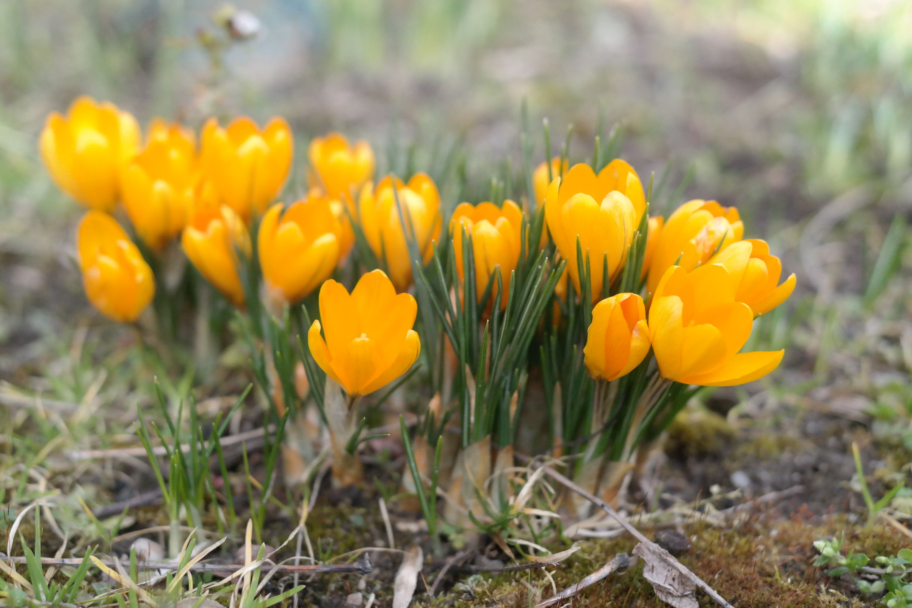 Vibrant Yellow Crocus Flowers in Bloom · Free Stock Photo