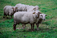 Sheep gathered in a lush green pasture on a cloudy day, showcasing rural farming life.