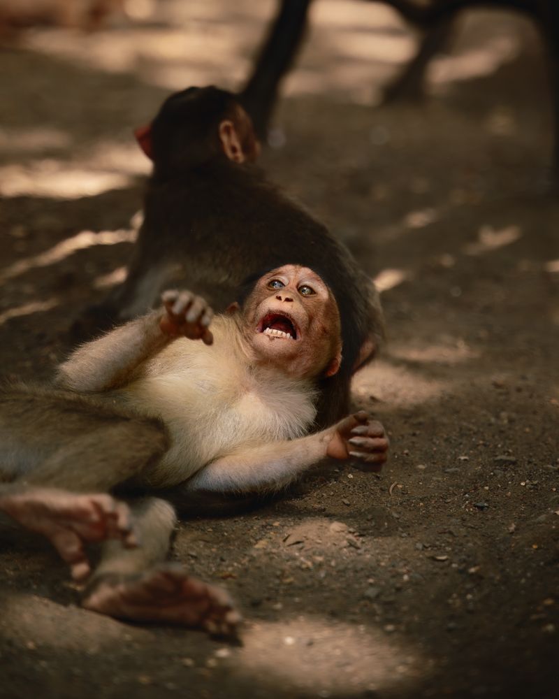 Laughing Funny Monkey Photos, Download The BEST Free Laughing Funny ...
